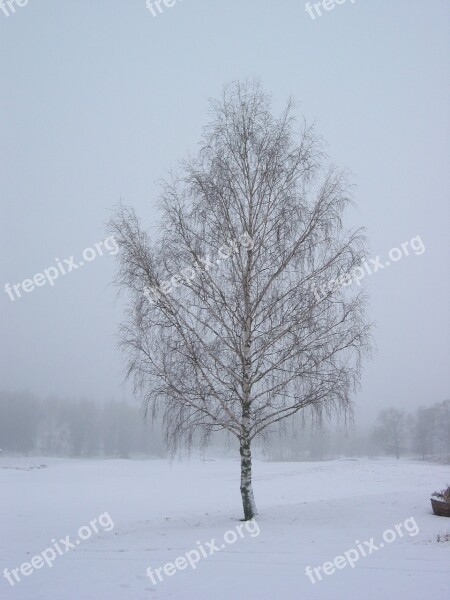 Winter Tree Cold Field Frozen