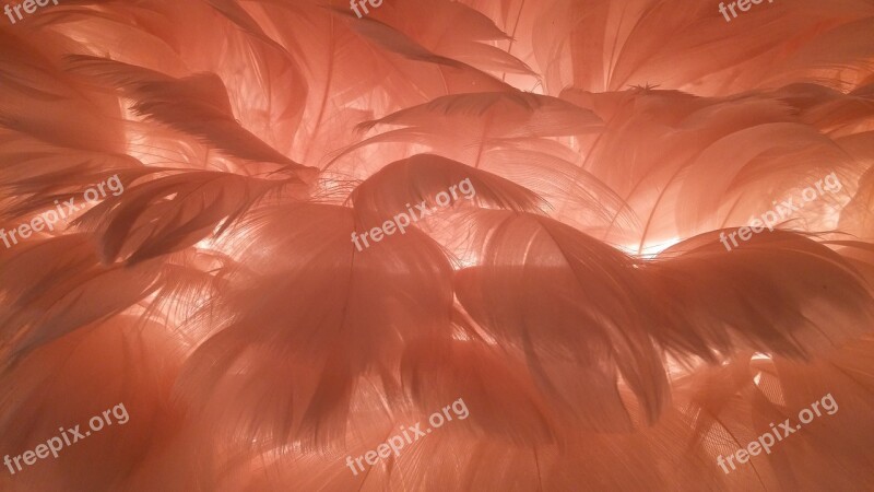 Feather Lamp Light Lighting Ceiling Lamp