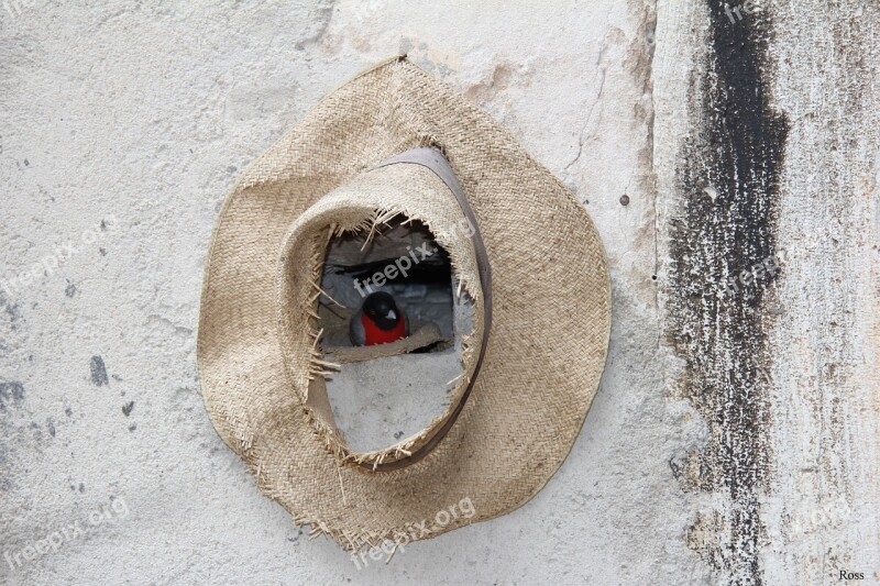 Nature Shelter Hat Little Bird Free Photos