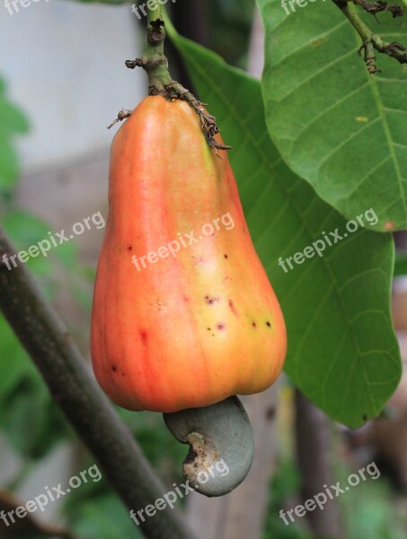 Cashew Fruit Food Plant Nuts Free Photos