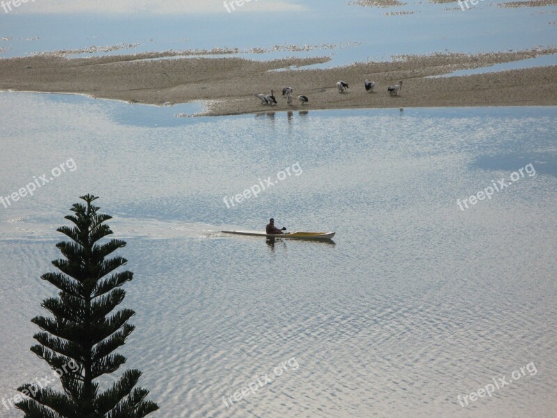 Kayak Sunrise Pelicans Nature Wildlife