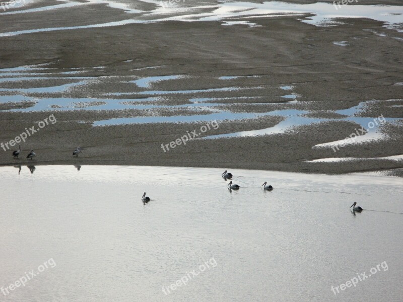 Sunrise Pelicans Nature Wildlife Landscape