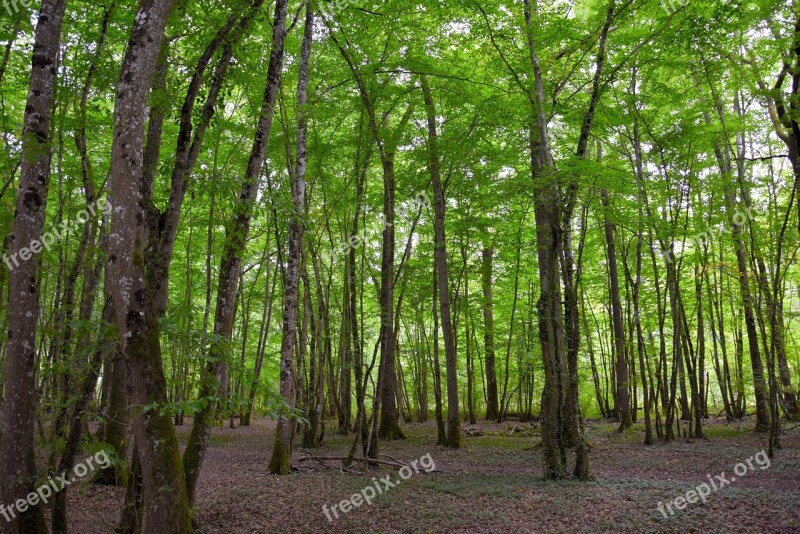 Forest Background Green Structure Trees