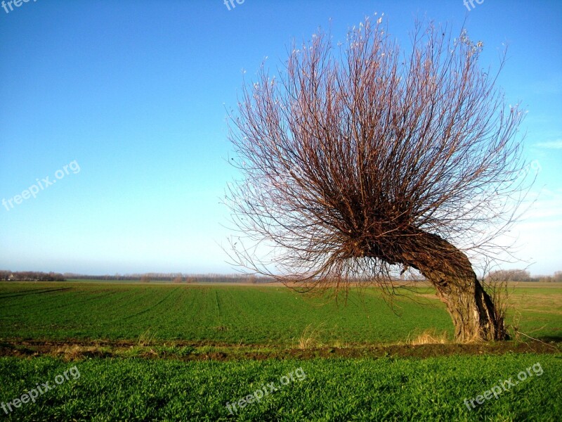 Wind Chur Tree Windschief Overgrown Crown