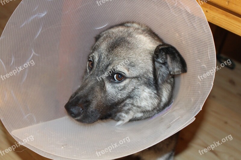 Sick Dog Elkhound Funnel Veterinary Visits Free Photos