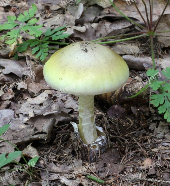 Mushroom Fungus Death Cap Deadly Poisonous