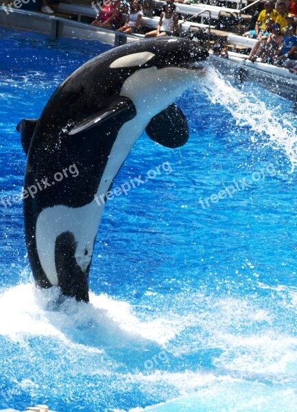 Dolphinarium Orca Water World Orlando Swimming Pool