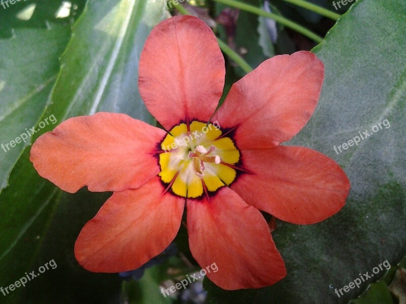 Flower Orange Orange Flower Head Flowers Isolated