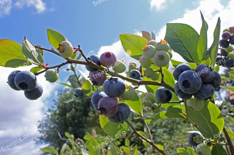 Blueberry Culinary Food Sprigs Kitchen