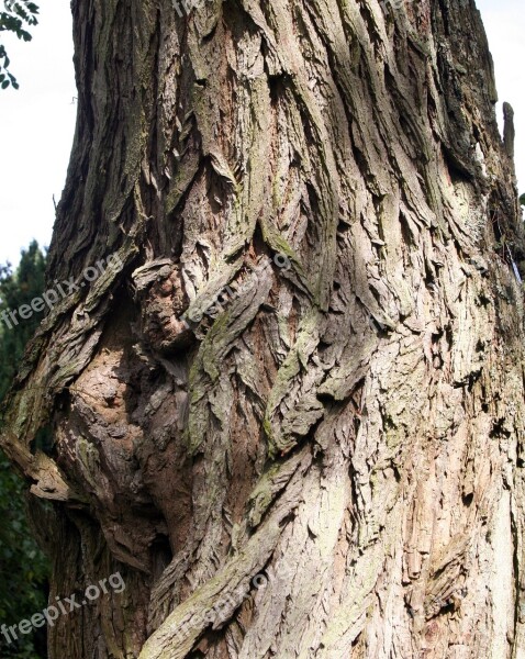 Face On Tree Bark Female Face In Tree Tree Bark Weirwood Tree Game Of Thrones