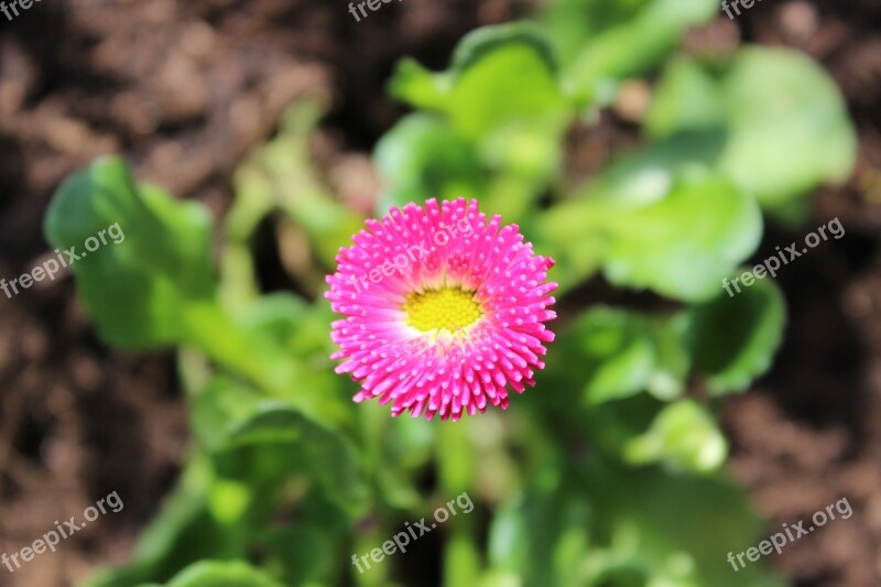 Bellis Daisy Pink Bellis Philosophy Blossom