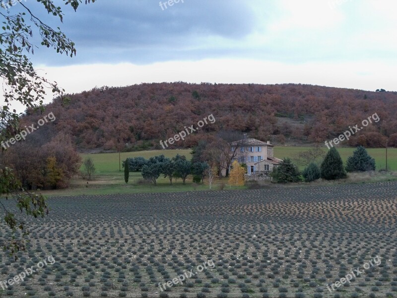 Lavender Field House Farm Flowers Landscape