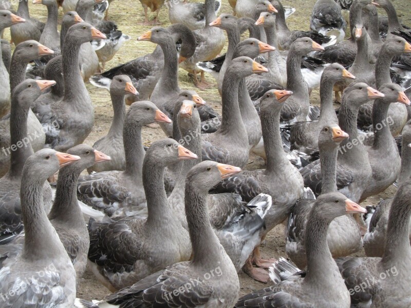 Breeding Geese Périgord Producer Fatty Livers Of Geese Aquitaine Dordogne