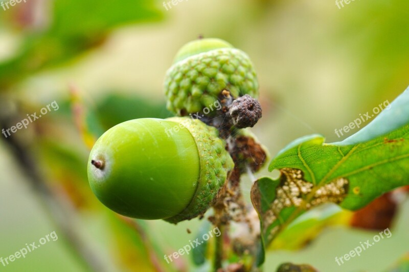 Nature Acorn Green Free Photos