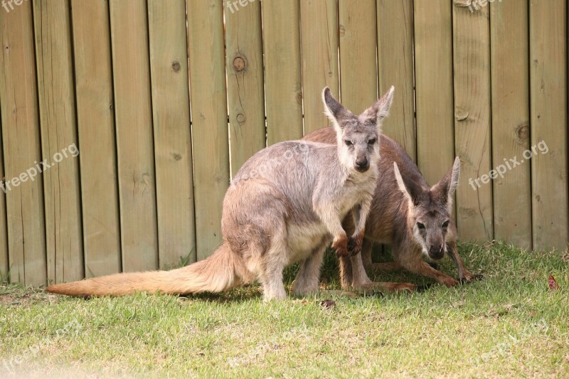 Kangaroo Zoo Animal Free Photos