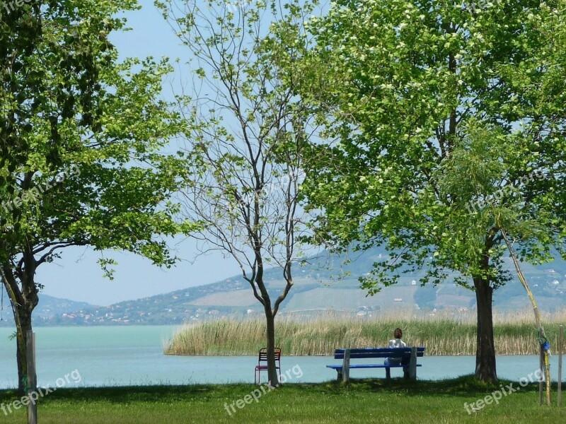 Summer Lake Balaton Water Lake Sunlight