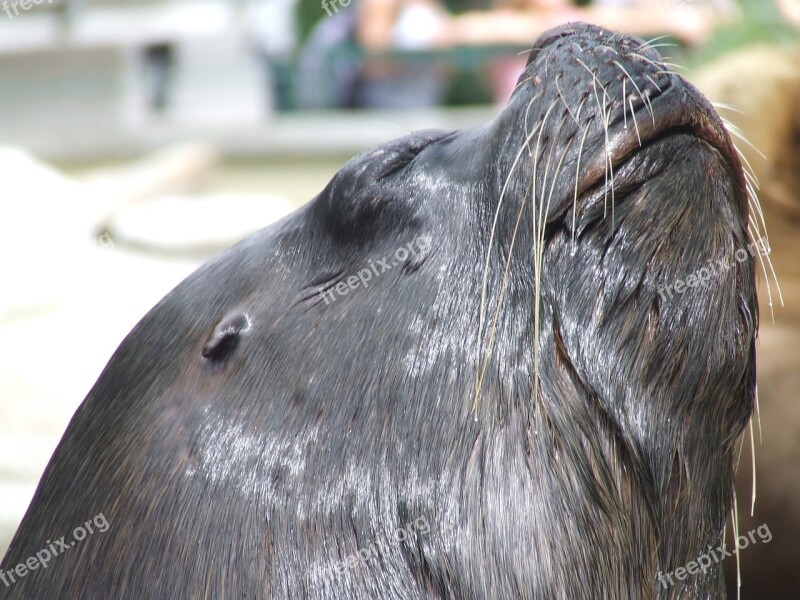 Seal The Zoo Animal Marine Free Photos