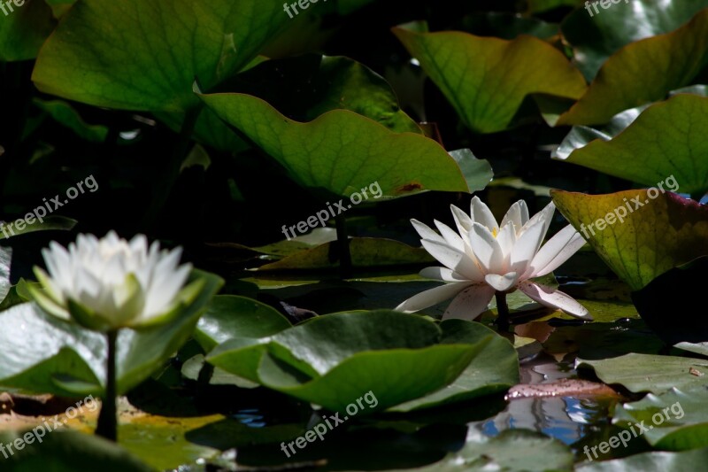 Aquatic Flower Herb Lillies Lily