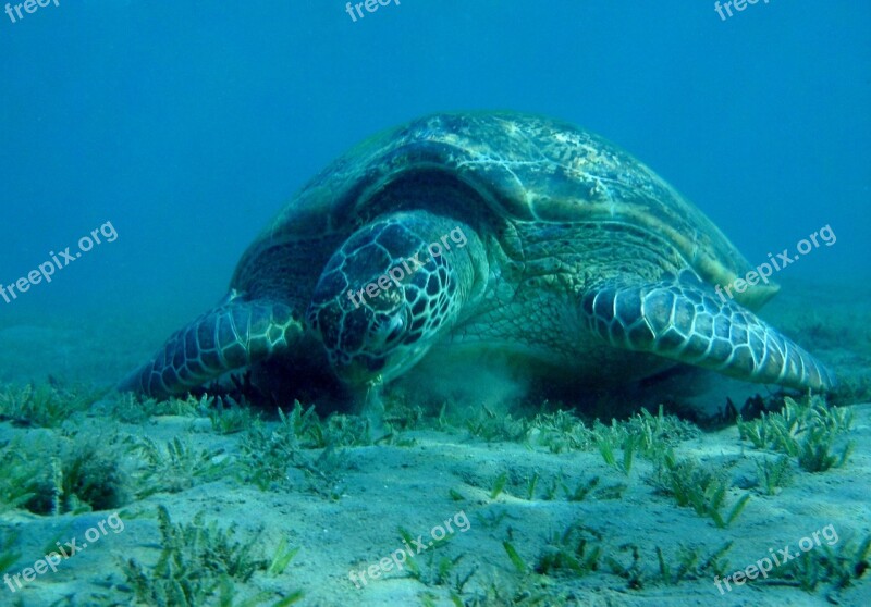 Sea Turtle Egypt The Red Sea Marsa Mubarak Devilfish