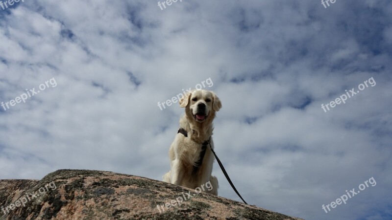 Himmel Dog Bohuslän Mountain Free Photos