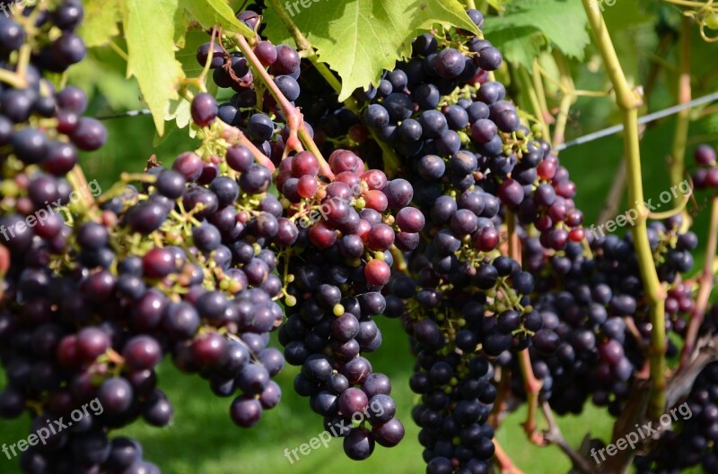 Grapes Wine Fruit Fruits Free Photos