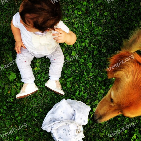 Child Dog Grass Hovawart Sitting