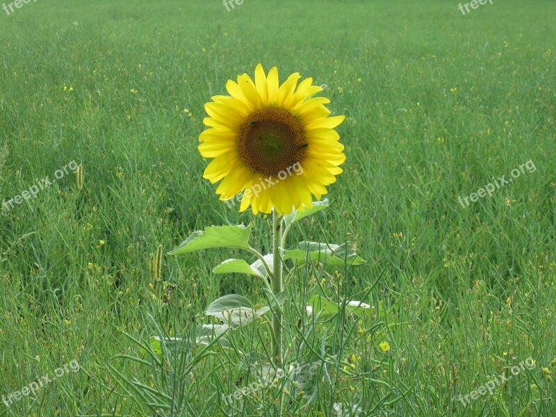 Sunflower Lonely Meadow Flower Summer