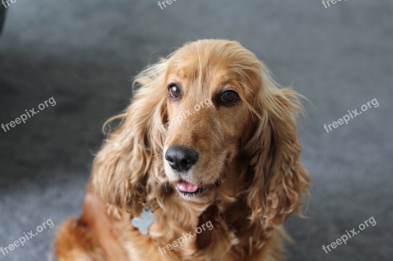 Spaniel Dog Pet Animal Domestic