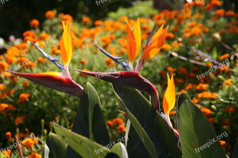 Flower Tropical Flower Bird Of Paradise Free Photos