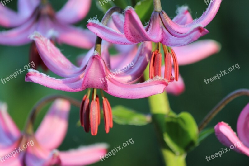 Flower Protected Flower Martagon Lily Free Photos