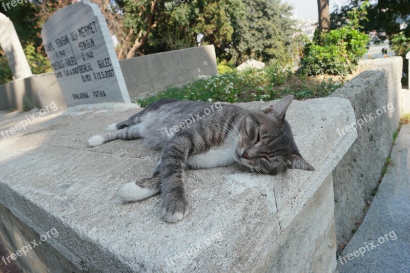 Cat Drowsy Proverbs Stone Siesta