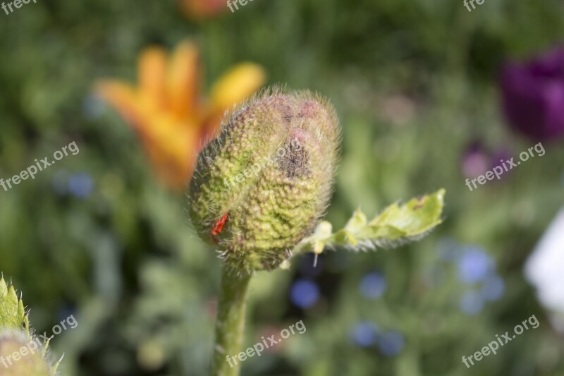 Poppy Bud German Federal Horticultural Show Havelland Free Photos