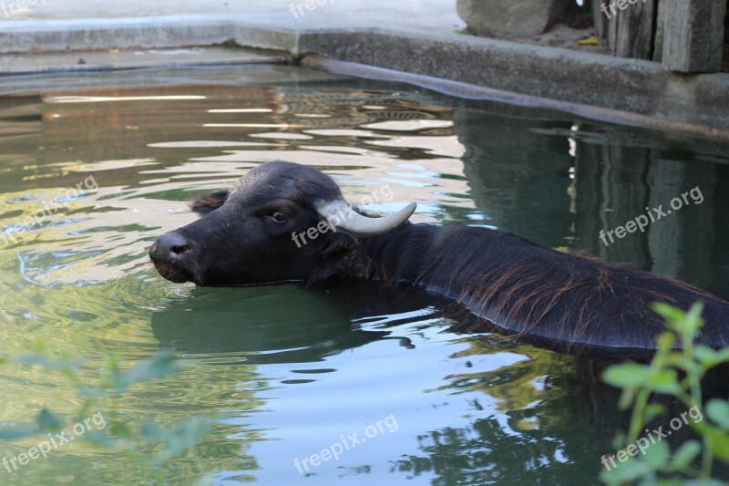 Buffalo Water Buffalo Water Swimming Animal