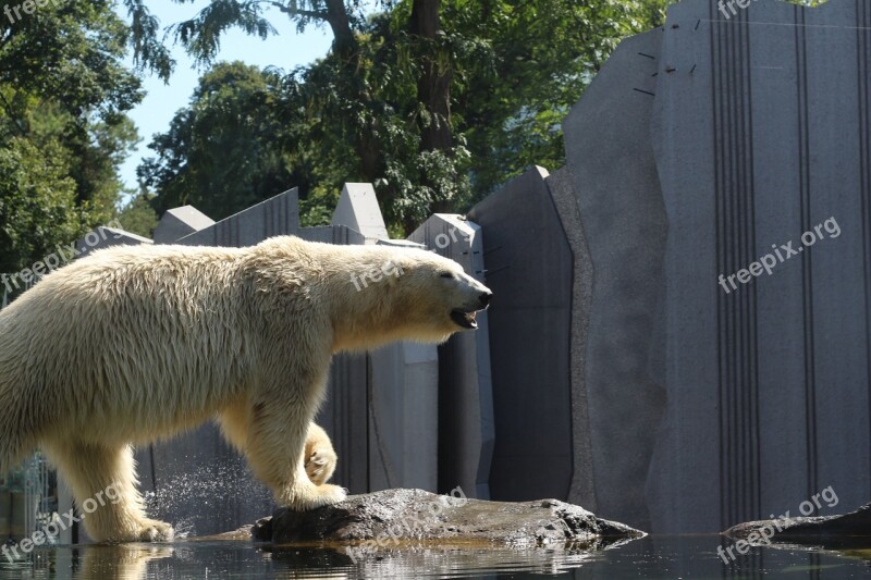 Polar Bear Bear Zoo Vienna Zoo Predator