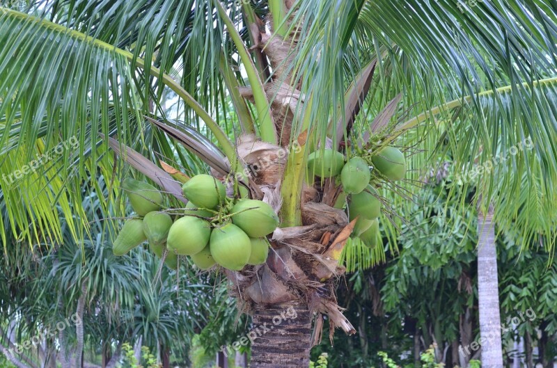 Palm Palm Trees Palm Tree Tropics Fruit