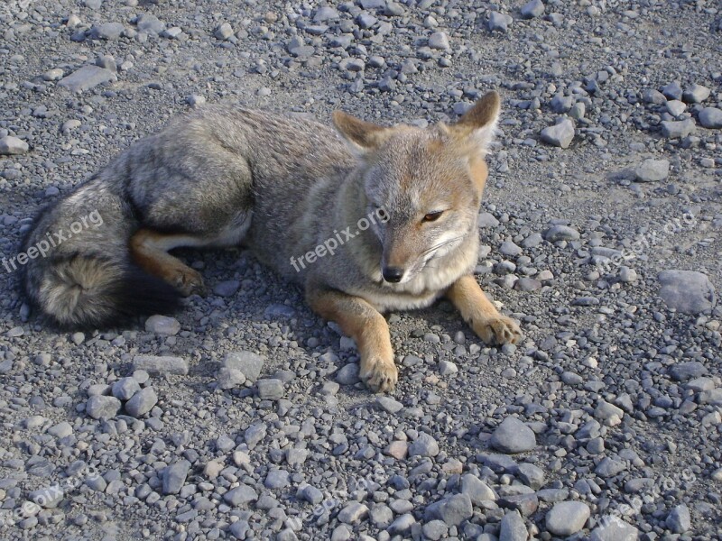 Fox Chilean Patagonia Torres Del Paine Nature Animal