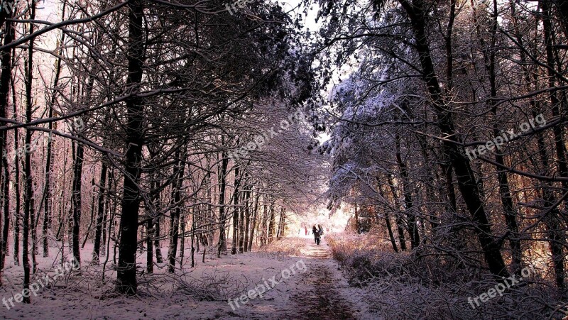 Snow Winter Landscape Forest Hiking Cold