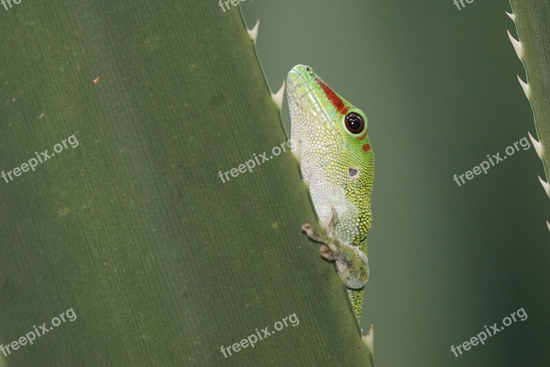 Animals Reptile Gecko Madagascar Rainforest