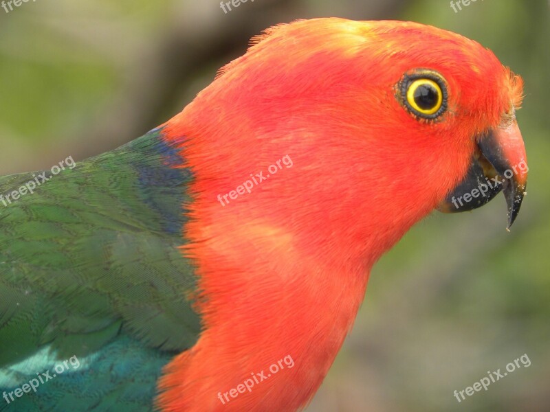 Australian King Parrots Alisterus Scapularis Birds Flying Flight