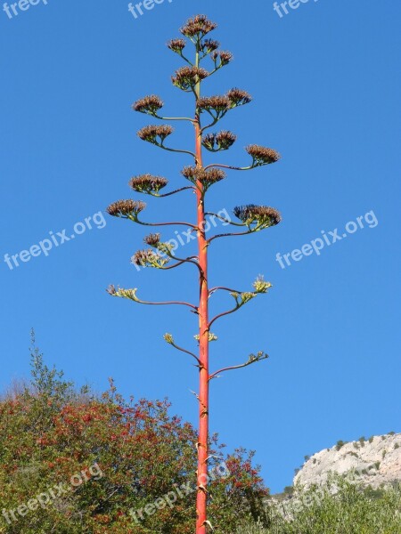 Agave Flowering Priorat Sky Free Photos