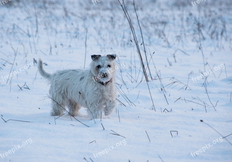 Dog Snow Doggy Style Winter Nature