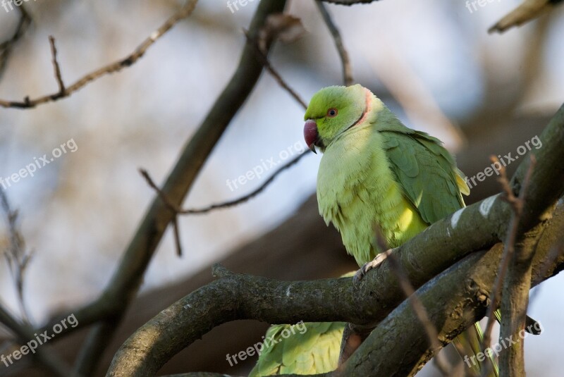 Parots Paraketes Nature Wild Life Free Photos