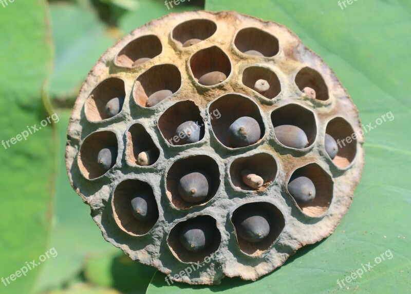 Lotus Seed Brown Circle Round Green