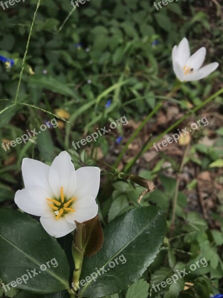 White Flower Flower Hope Love New Start