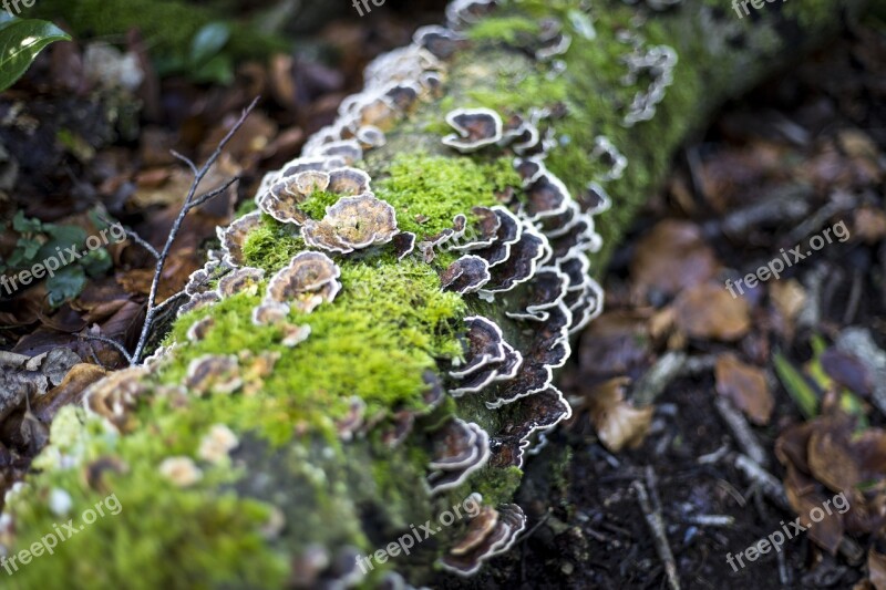 Tree Stump Fungus Fungi Forest