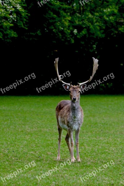 Hirsch Nature Allgäu Wild Animal