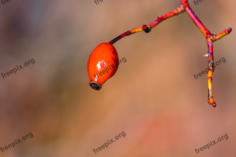 Rosehips Brian Red Roses Fruit