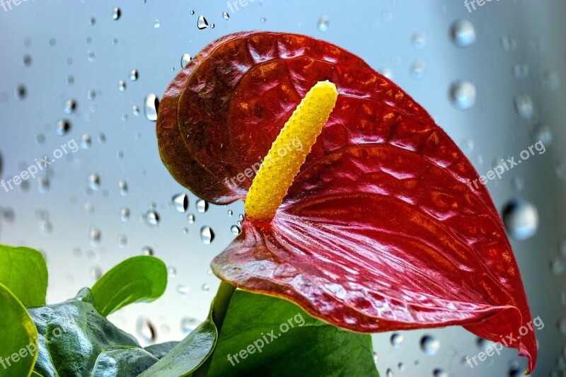 Flamingo Flower Anthurium Blossom Bloom Red