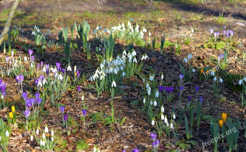 Snowdrop Crocus February Sun Spring Harbingers