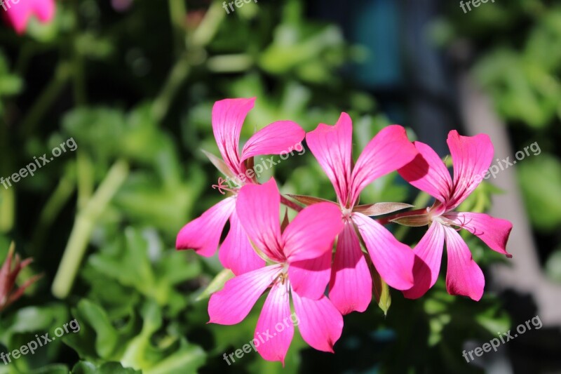 Flower Fleurs Pink Rose Green